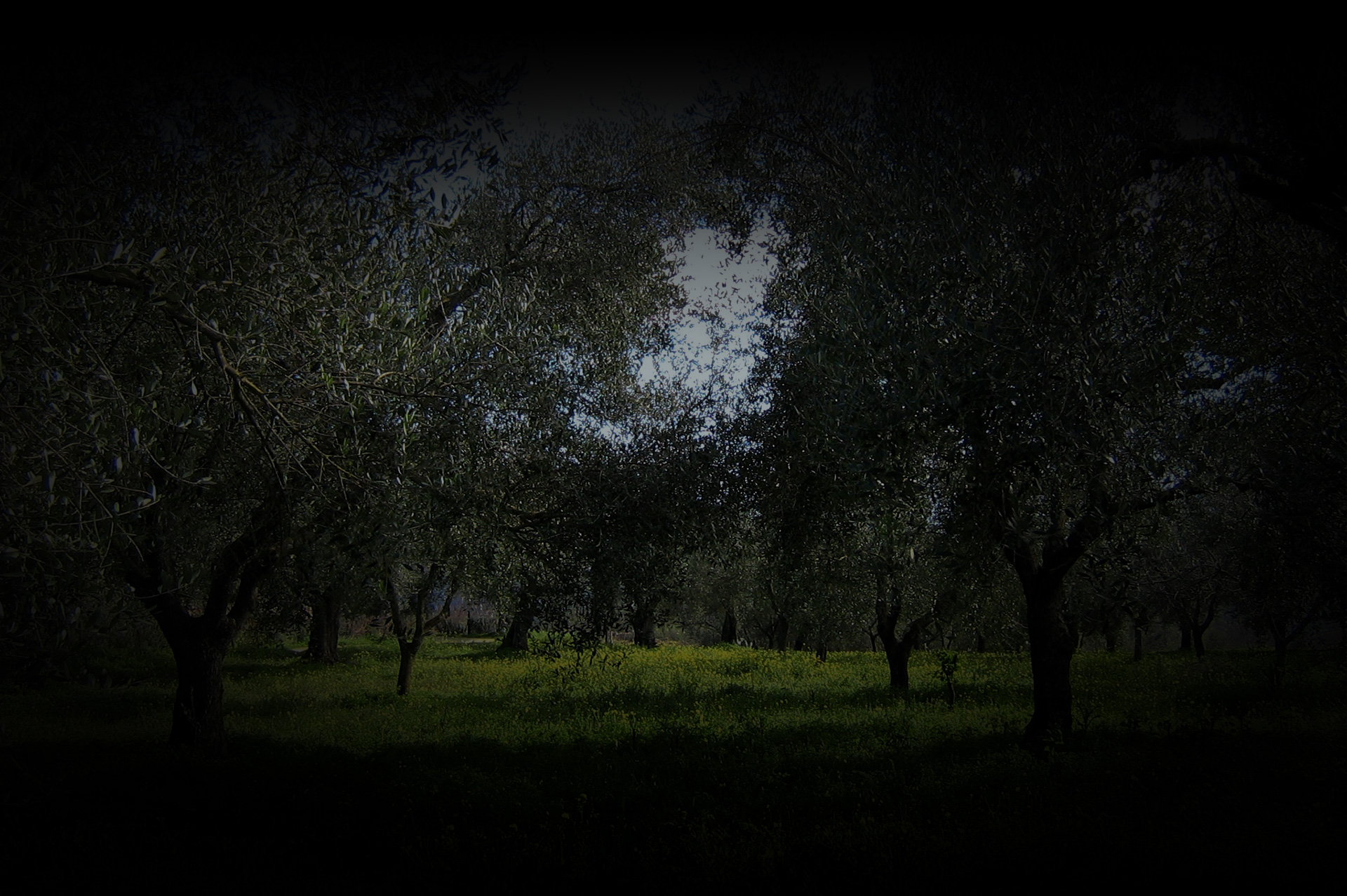 olive e olio frantoio grillo